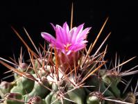 Thumbnail of 1000_Thelocactus freudenbergeri_20130505(1).JPG